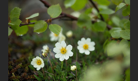 Silberwurz (Dryas octopetala)