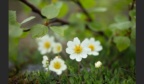 Silberwurz (Dryas octopetala)