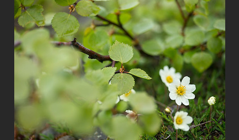 Silberwurz (Dryas octopetala)