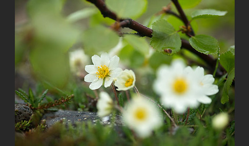 Silberwurz (Dryas octopetala)