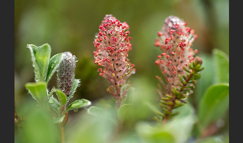 Kraut-Weide (Salix herbacea)