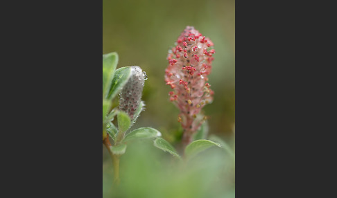 Kraut-Weide (Salix herbacea)