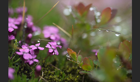 Rauschbeere (Vaccinium uliginosum)