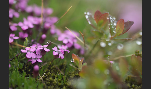 Rauschbeere (Vaccinium uliginosum)