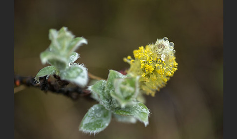 Woll-Weide (Salix lanata)