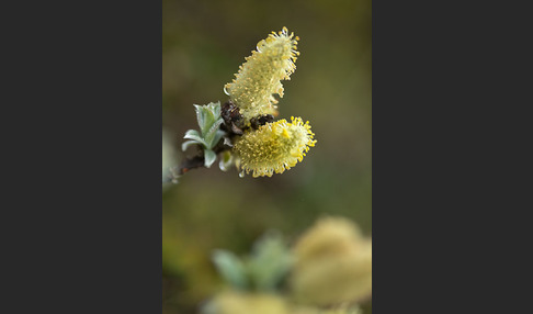 Woll-Weide (Salix lanata)