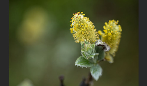 Woll-Weide (Salix lanata)