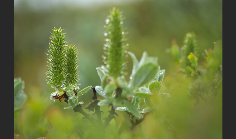 Woll-Weide (Salix lanata)