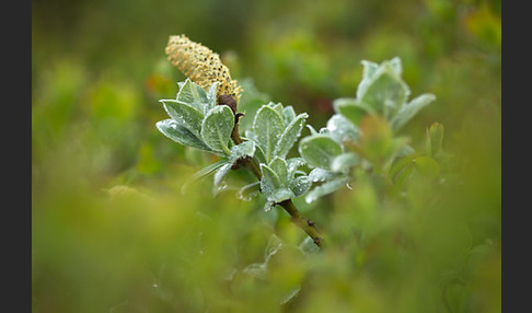 Woll-Weide (Salix lanata)