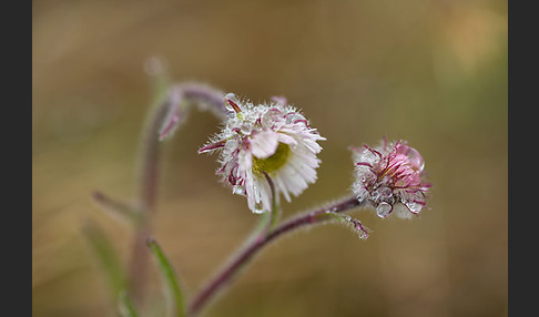 Nordisches Berufkraut (Erigon borealis)