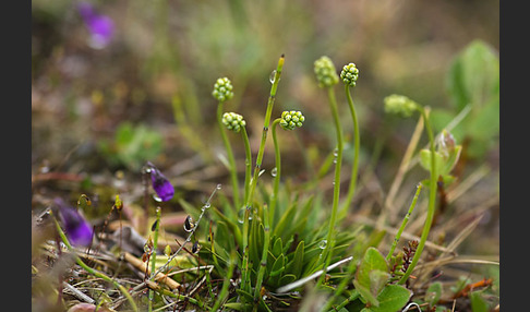 Strandwegerich (Plantago maritima)