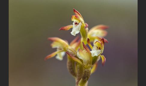 Korallenwurz (Corallorrhiza trifida)