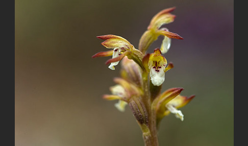 Korallenwurz (Corallorrhiza trifida)