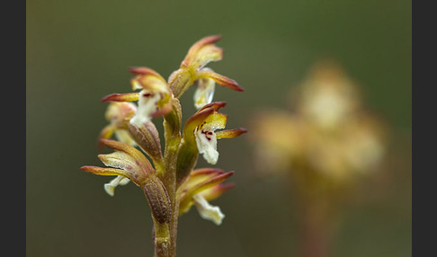 Korallenwurz (Corallorrhiza trifida)