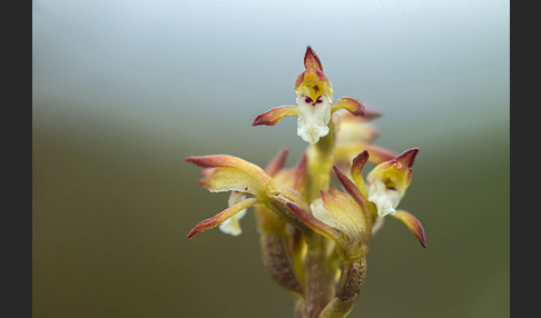 Korallenwurz (Corallorrhiza trifida)