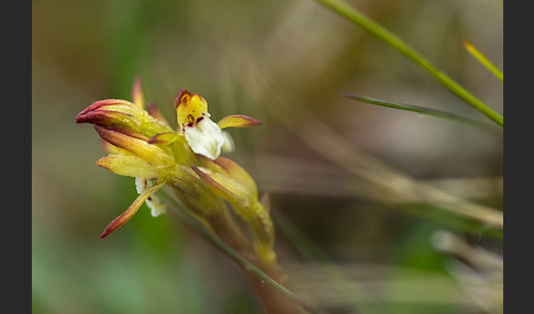 Korallenwurz (Corallorrhiza trifida)