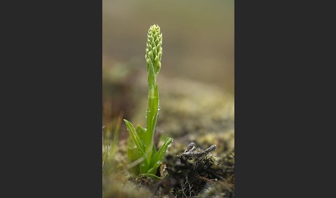 Nordische Waldhyazinthe (Platanthera hyperborea)