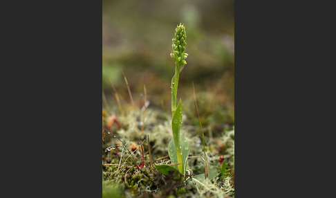 Nordische Waldhyazinthe (Platanthera hyperborea)