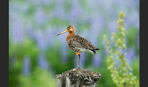 Uferschnepfe (Limosa limosa)