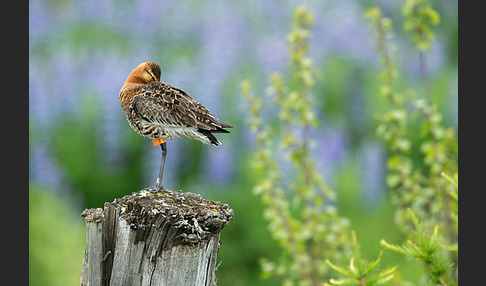 Uferschnepfe (Limosa limosa)