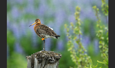 Uferschnepfe (Limosa limosa)