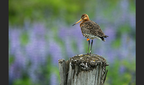 Uferschnepfe (Limosa limosa)