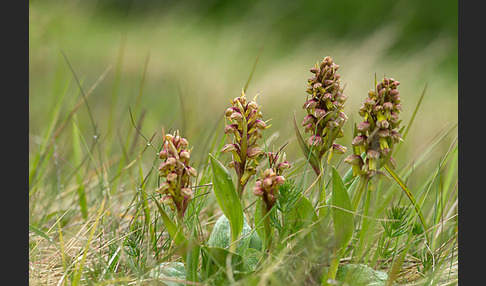 Grüne Hohlzunge (Coeloglossum viride)