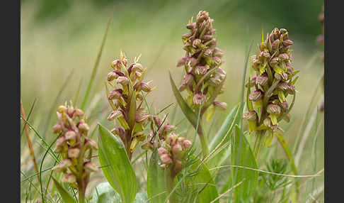 Grüne Hohlzunge (Coeloglossum viride)