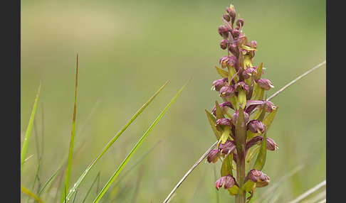 Grüne Hohlzunge (Coeloglossum viride)