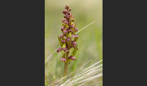 Grüne Hohlzunge (Coeloglossum viride)