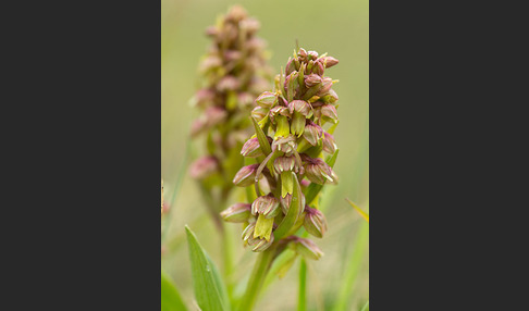 Grüne Hohlzunge (Coeloglossum viride)