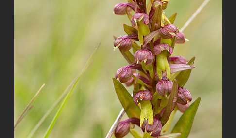 Grüne Hohlzunge (Coeloglossum viride)