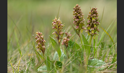 Grüne Hohlzunge (Coeloglossum viride)