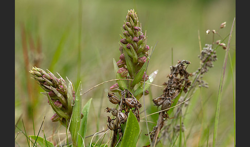 Grüne Hohlzunge (Coeloglossum viride)