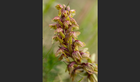 Grüne Hohlzunge (Coeloglossum viride)