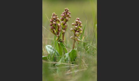 Grüne Hohlzunge (Coeloglossum viride)