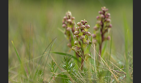 Grüne Hohlzunge (Coeloglossum viride)