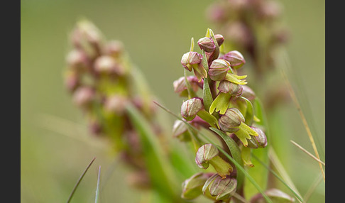Grüne Hohlzunge (Coeloglossum viride)