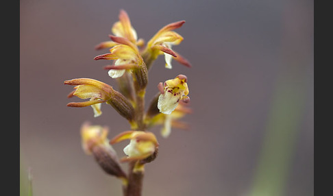 Korallenwurz (Corallorrhiza trifida)