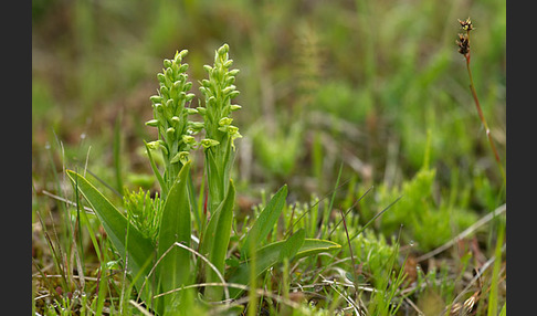 Nordische Waldhyazinthe (Platanthera hyperborea)