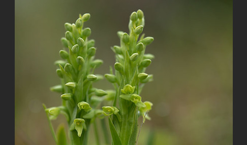 Nordische Waldhyazinthe (Platanthera hyperborea)