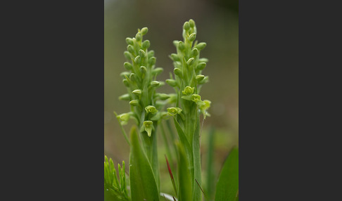 Nordische Waldhyazinthe (Platanthera hyperborea)