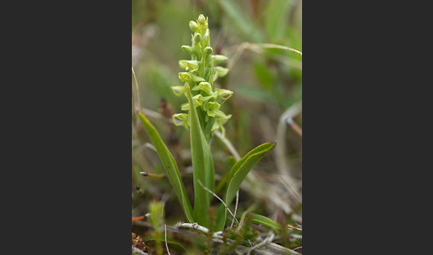 Nordische Waldhyazinthe (Platanthera hyperborea)