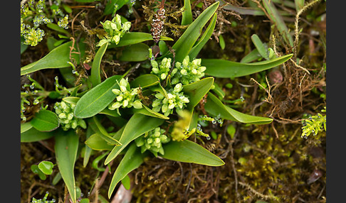 Nordische Waldhyazinthe (Platanthera hyperborea)