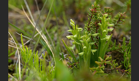 Nordische Waldhyazinthe (Platanthera hyperborea)