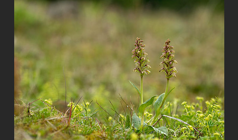 Grüne Hohlzunge (Coeloglossum viride)