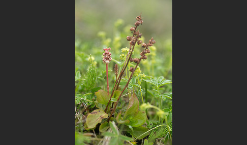 Birngrün (Orthilia secunda)