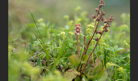 Birngrün (Orthilia secunda)