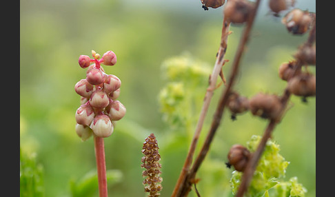 Birngrün (Orthilia secunda)