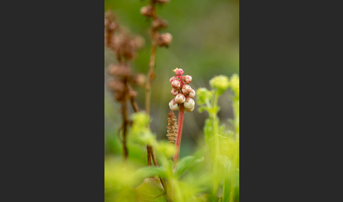 Birngrün (Orthilia secunda)